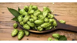 Dry Hop Yöntemi Nedir?