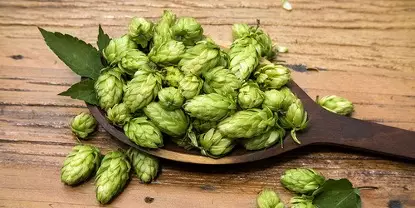 Dry Hop Yöntemi Nedir?