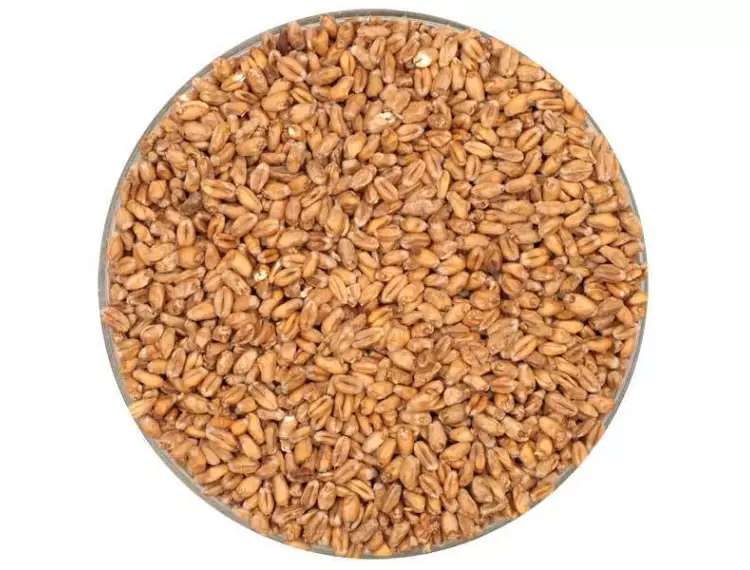 Bavaria Buğday Malt Kiti