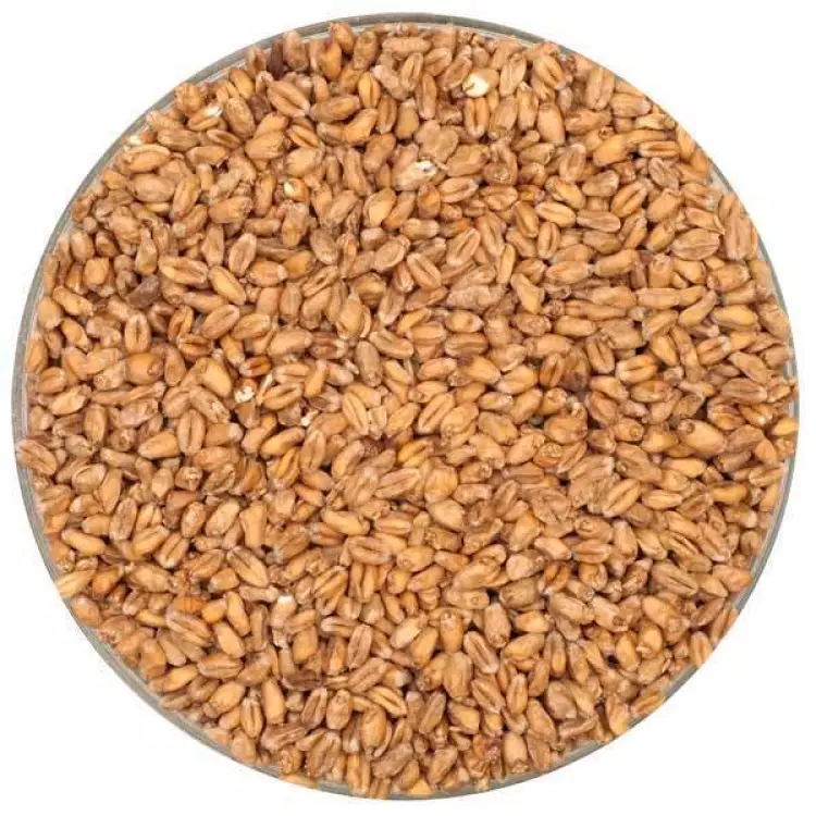 Buğday Malt