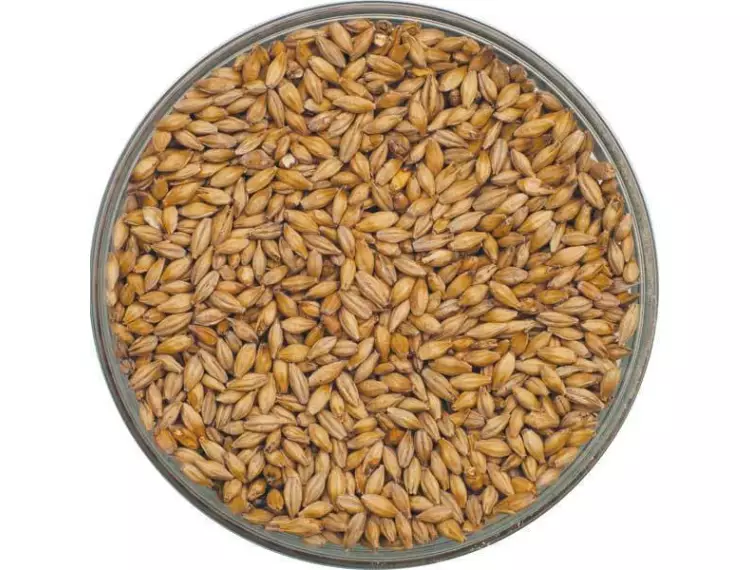 Belgian Blond Malt Kiti