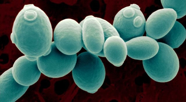 Saccharomyces cerevisiae, Bira mayası